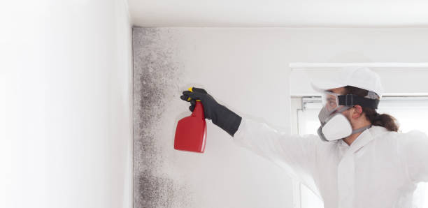 Best Mold Damage Repair  in Erwinville, LA
