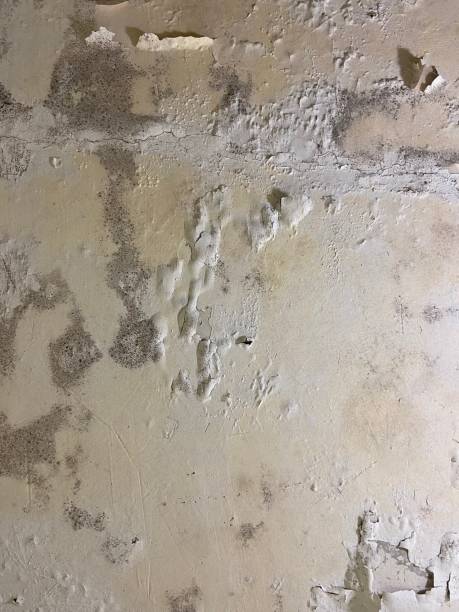 Best Mold Cleaning Services  in Erwinville, LA