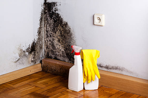 Attic Mold Removal in Erwinville, LA